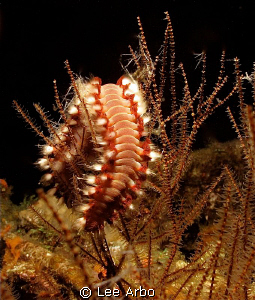 Fireworm caught on deck of the Superior Producer during a... by Lee Arbo 